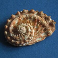 Haliotis scalaris Western Australia Old Collection 72mm Seashell, used for sale  Shipping to South Africa