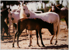 Dünnes pferdebild shagya gebraucht kaufen  Langen