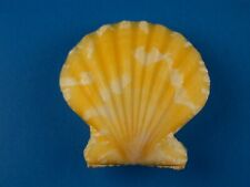 Pecten vexillum bright for sale  Kapolei