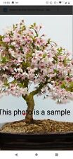 japanese cherry tree for sale  ROMNEY MARSH