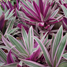Tradescantia house plants for sale  IPSWICH