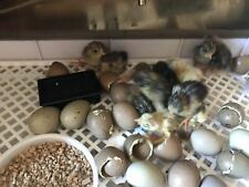 Button quail chinese for sale  SUTTON