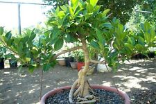 Bansai strangler fig for sale  Shipping to Ireland