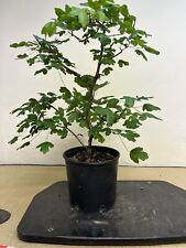 Prebonsai bonsai acero usato  Olgiate Olona