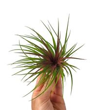 Tillandsia rainforest red for sale  Shipping to Ireland