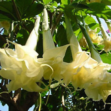 Brugmansia creamy lemon for sale  Shipping to Ireland