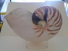 Beautiful chambered nautilus for sale  Corona