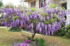 10 SEMENTES DE GLICÍNIAS KENTUCKY - Wisteria macrostachya, usado comprar usado  Enviando para Brazil