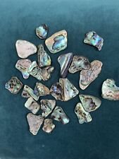 Paua abalone shell for sale  BISHOP AUCKLAND