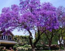 Graines paulownia tomentosa d'occasion  Sabres