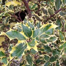 Ilex holly madame for sale  MARCH