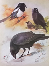Magpie. raven. jackdaw for sale  NELSON
