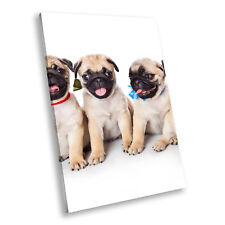 Pug puppies dogs for sale  STRABANE