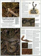 Adder venomous snake for sale  SLEAFORD