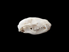 Authentic raccoon skull for sale  Titusville