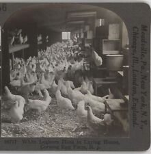 leghorn white hens for sale  Bolton