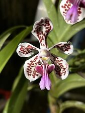 Vanda tricolor suavis for sale  Bonita Springs