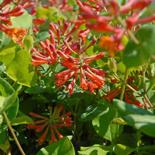 Lonicera xbrownii dropmore for sale  IPSWICH