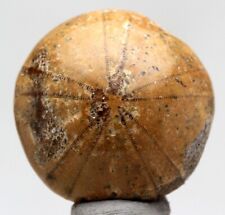 Polished fossil urchin for sale  Tucson