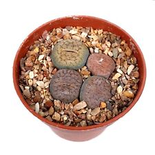 Mixed lithops group for sale  LEIGH