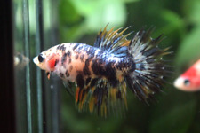 Live betta fish for sale  Shipping to Ireland