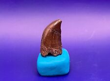 Juvenile rex tooth for sale  Nebo
