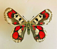 PARNASSIUS NOMION KOIWAYAI***** freaky male Nr. 2 ******China, Qinghai for sale  Shipping to South Africa