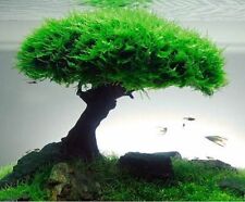 Rare flame moss for sale  DRONFIELD