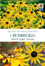 rudbeckia for sale  UK