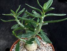 Pachypodium bispinosum 13cm for sale  EASTBOURNE