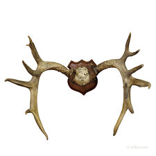 Large White Tailed Deer Trophy Mount on Wooden Plaque ca. 1900s for sale  Shipping to South Africa