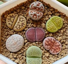 Large exotic lithops for sale  Holyoke