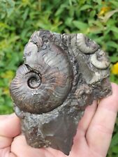 Eleganticeras multi ammonite for sale  REDCAR