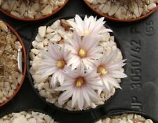 10 Fresh seeds Pelecyphora valdeziana v. albiflora 種子 เมล็ดพันธุ์ Rare Cactus for sale  Shipping to South Africa