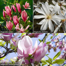Set magnolia bushes for sale  PETERBOROUGH