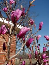 Jane magnolia tree for sale  Pelzer