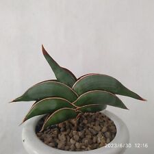 Used, Sansevieria Rorida BEST Plant Performance for sale  Shipping to South Africa