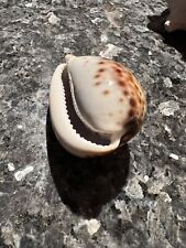 Cowrie sea shell for sale  CEMAES BAY