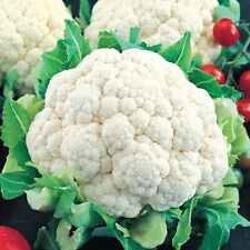 Snowball improved cauliflower for sale  Minneapolis