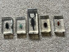 Embedded insect specimens for sale  HORSHAM