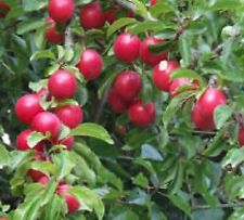 Cherry plum tree for sale  Nevada