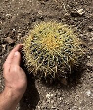 Echinocactus grusonii cactus usato  Caltanissetta