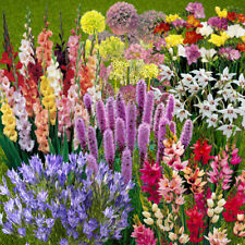 Garden summer flowering for sale  PETERBOROUGH