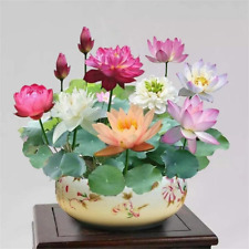 10pcs bonsai lotus for sale  New York