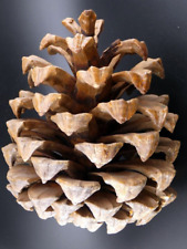 Extra Large 7" Coulter Pine Cone California #7 for sale  Shipping to South Africa