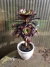 Aeonium arboreum blackhead for sale  Shipping to Ireland