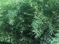 Live bamboo roots for sale  Chadds Ford