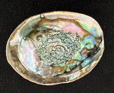 Green abalone sea for sale  Lenoir City