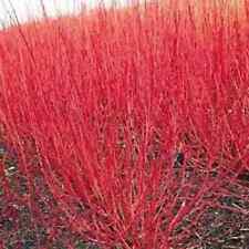 Redtwig dogwood unrooted for sale  Corydon