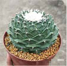 Obregonia denegrii cactus Succulent plants potted Garden Bonsai Plants 6-8cm, used for sale  Shipping to South Africa